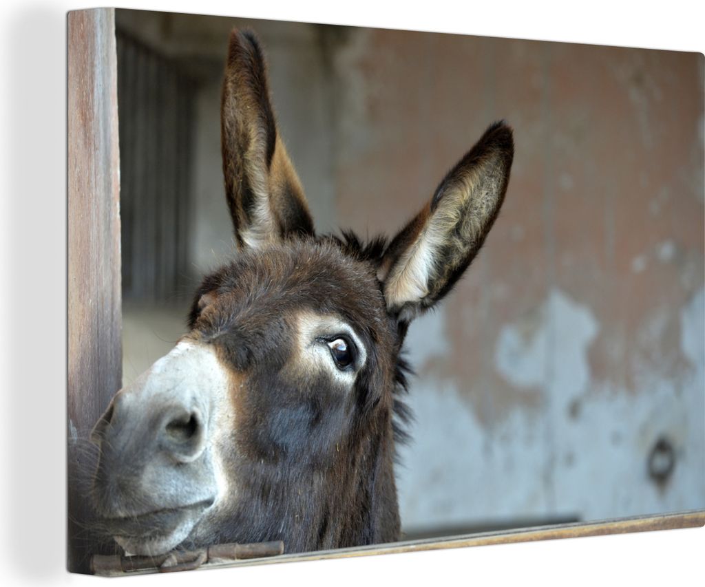 OneMillionCanvasses® - Leinwandbilder - 140x90 cm, Esel, Produktbild 