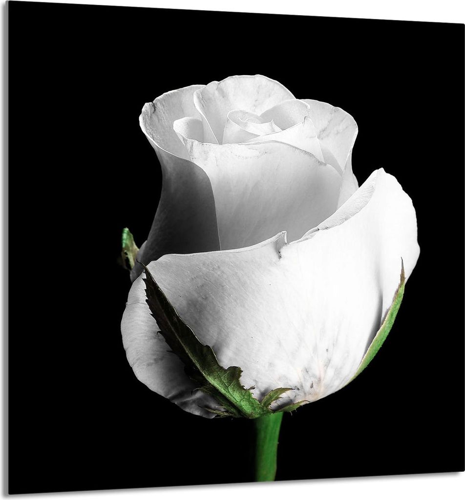 GLASPLATTE FÜR KÜCHE 60x65 Rose