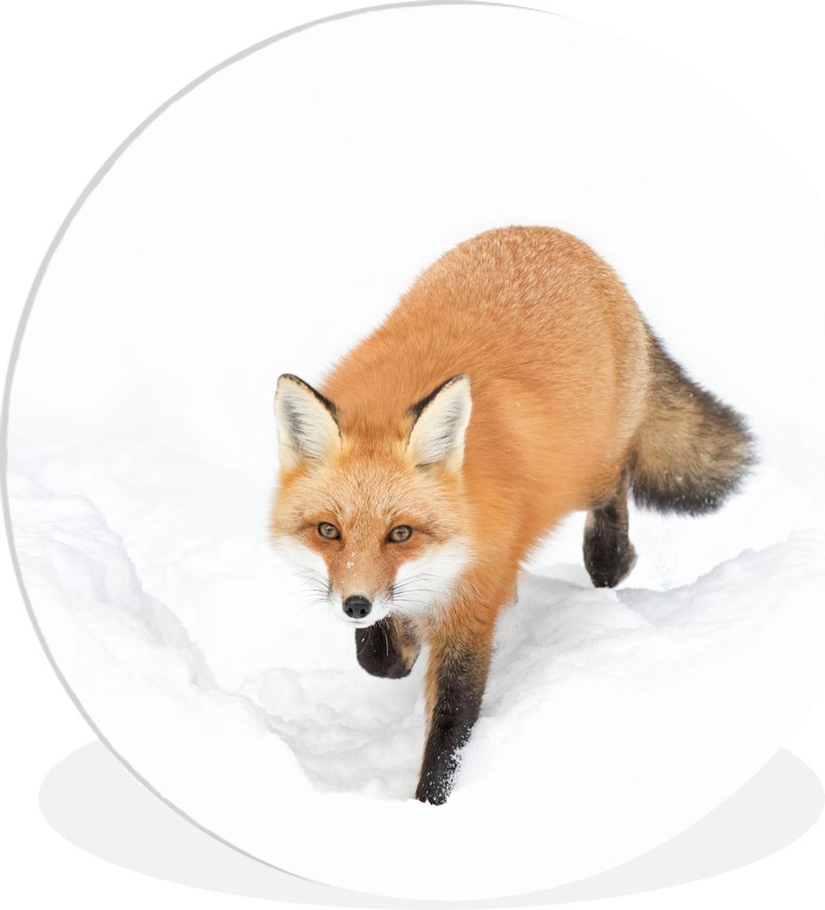 MuchoWow Rundes Wandbild - Runde Bilder Fuchs - Schnee - Winter Ø 90 cm Kreis Wanddekoration Kunststoff - Wandkreis - Wandschmuck - Wand-Kreis -...