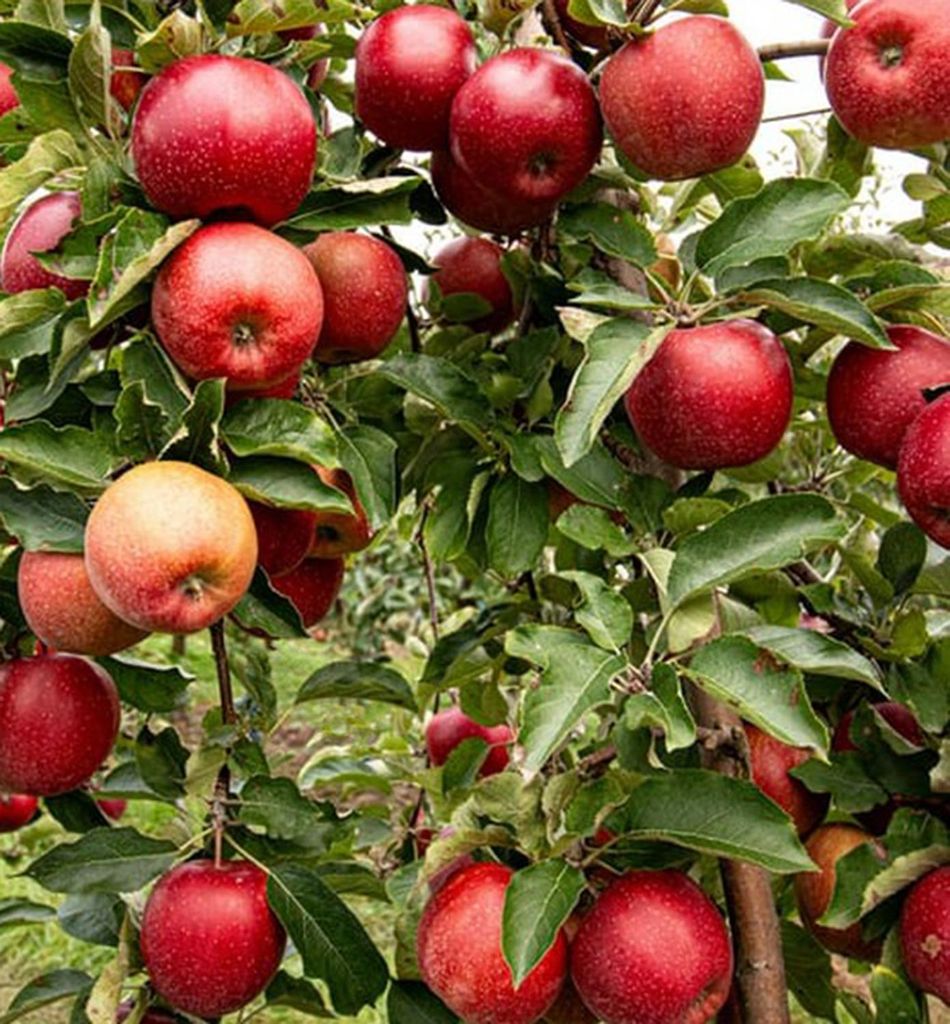 Apfelbaum ´JONAPRINCE®´ Unterlage M26, wurzelnackt Produktbild 