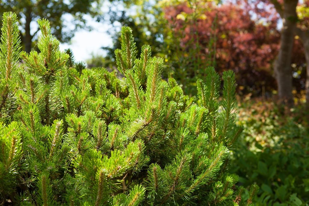 Pinus mugo 'Mughus', Bergkiefer, kompakt, 15–20 cm