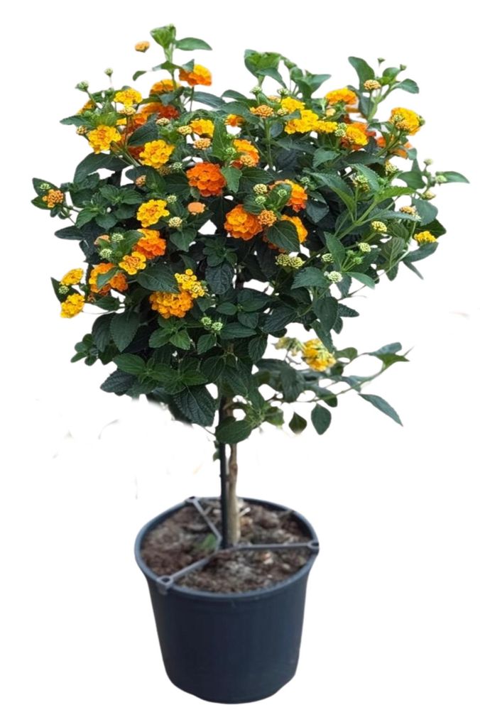 Wandelröschen Stamm 75cm XXL Lantana Produktbild 