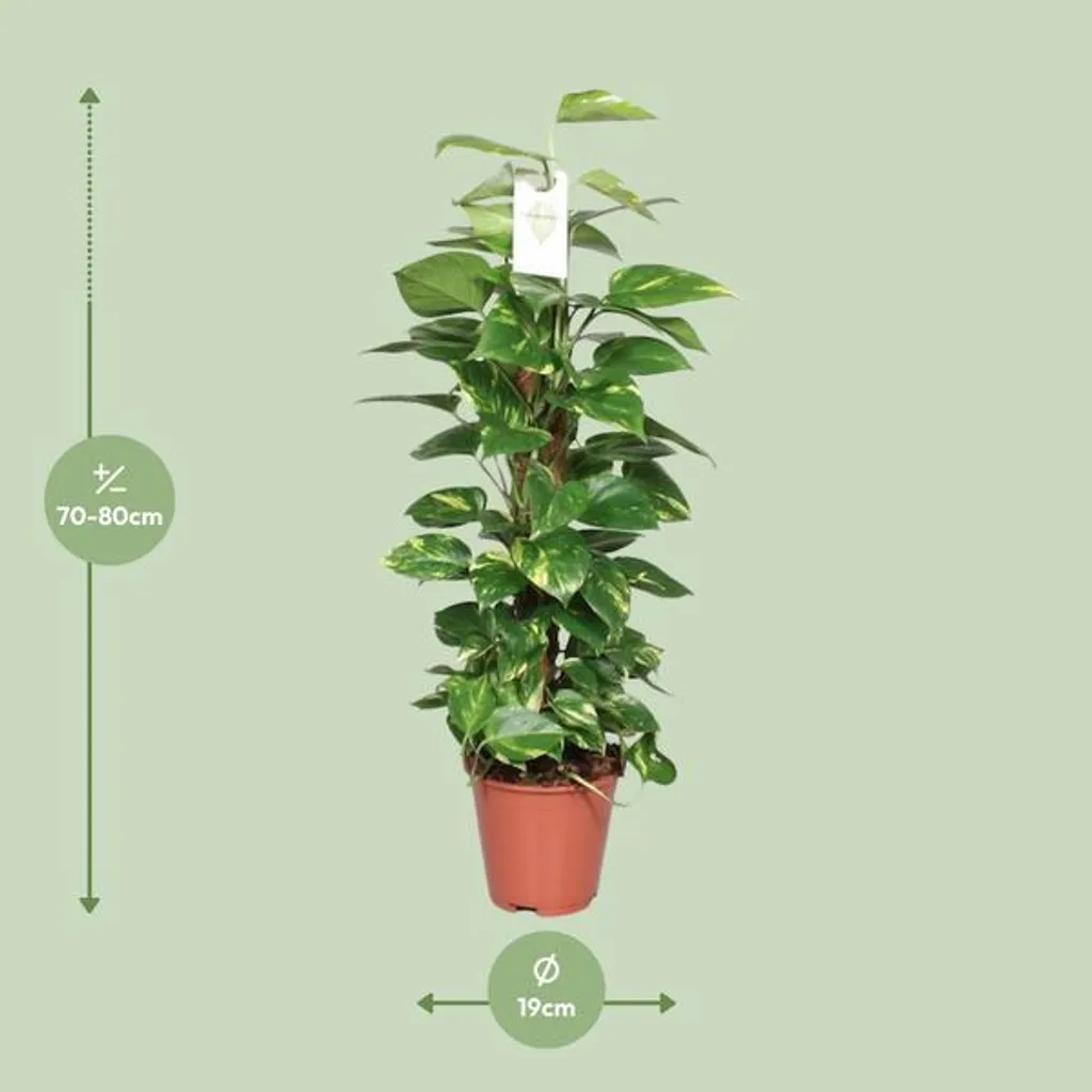 Plante décorative pour bureau et salon Epipremnum sur tuteur mousse 19cm
