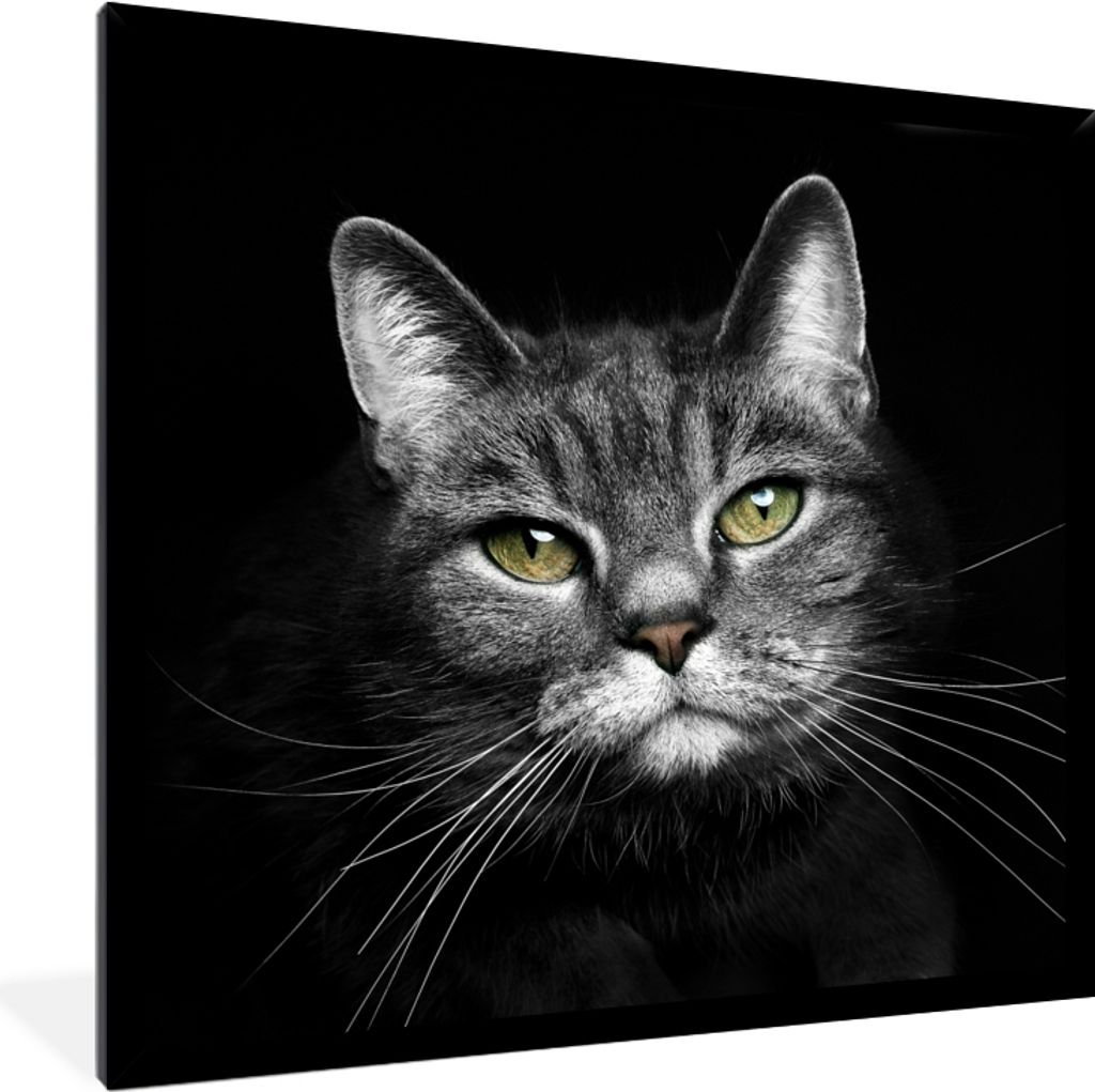 MuchoWow Gerahmtes Poster Haustiere - Katze - Tiere - Schwarz - Weiß 40x40 cm - Poster mit Schwarzem Bilderrahmen Wandposter Rahmen Foto Bilder ...