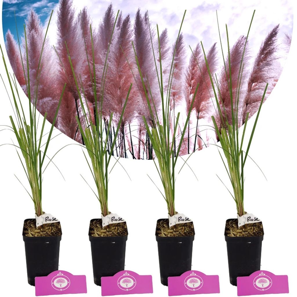 Four potted pink pampas grass plants with fluffy plumes, set against a sky background.