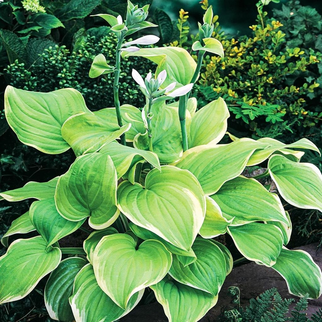 Hosta Funkia Olbrzymia Winter Snow 1 pz. Piantina Piantine Immagine del prodotto 
