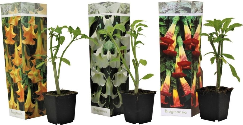 Three potted Brugmansia plants with decorative packaging.