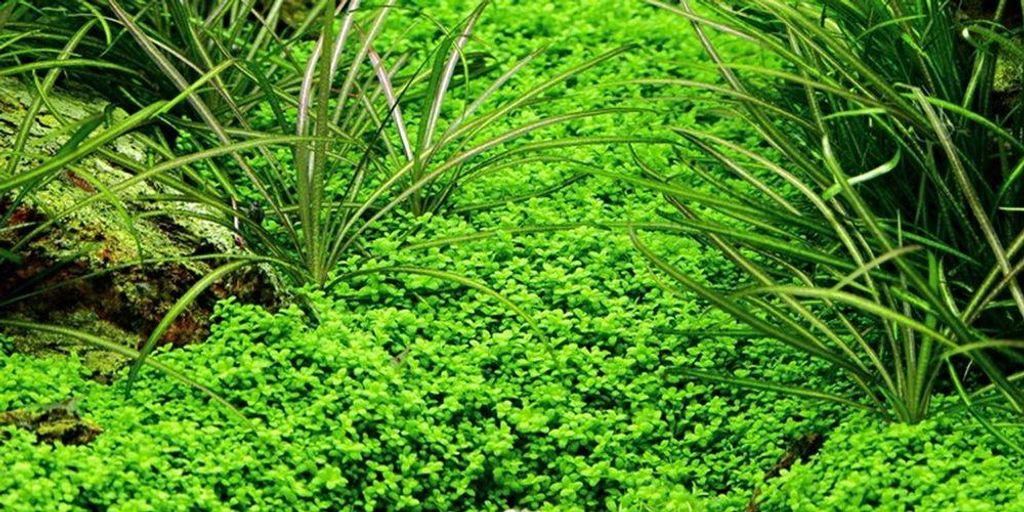 Aquarium Pflanze Hemianthus callitrichoides Wasserpflanzen Produktbild 