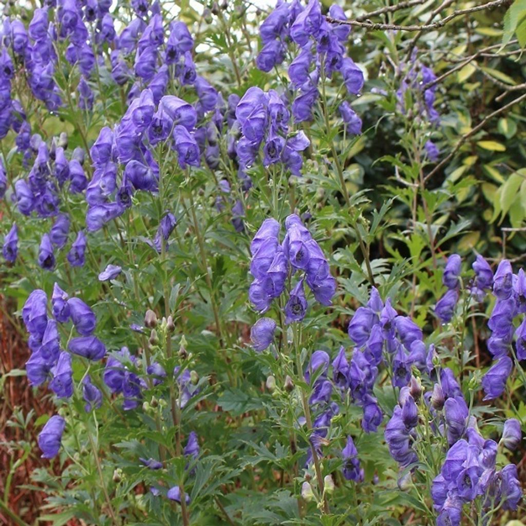 6 x podzimní oměj  - Aconitum carmichaelii 'Arendsii'  | Obrázek produktu 
