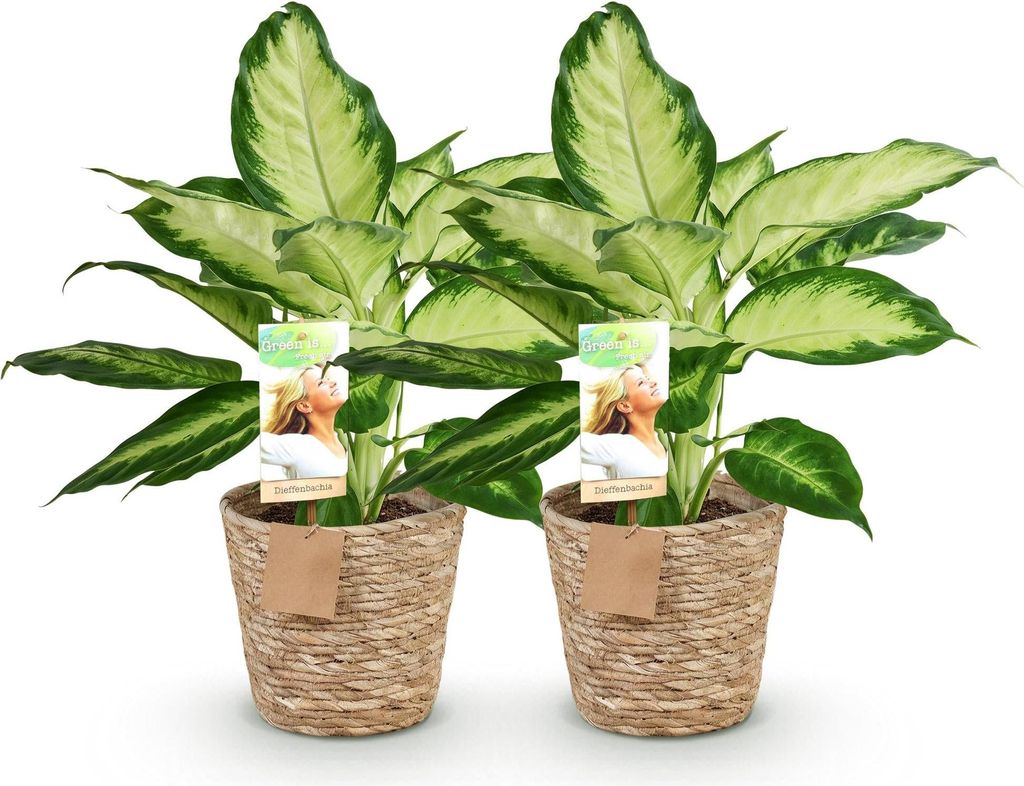 Dieffenbachia Camilla pflegeleicht Zimmerpflanzen creme 2 Pflanzen 45-50cm 17cm
