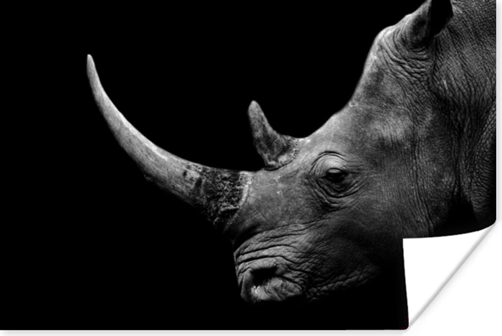 MuchoWow Poster Nashorn - Tiere - Schwarz - Weiß - Porträt 180x120 cm - Fotoplakat