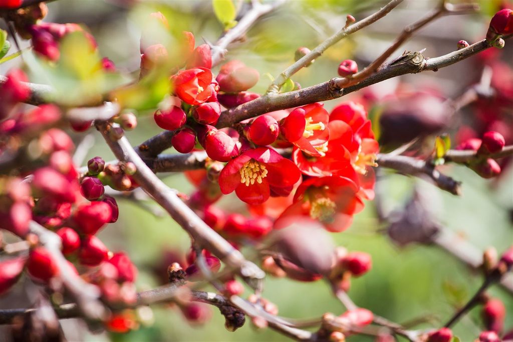 Chaenomeles japonica, Zierquitte, 40–60 cm, leuchtend rot