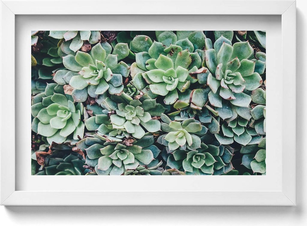 Grüne sukkulente Pflanzen– Wandbild mit Rahmen – Gerahmtes Bild – Wanddekoration – 30x20 cm – Weiß Rahmen