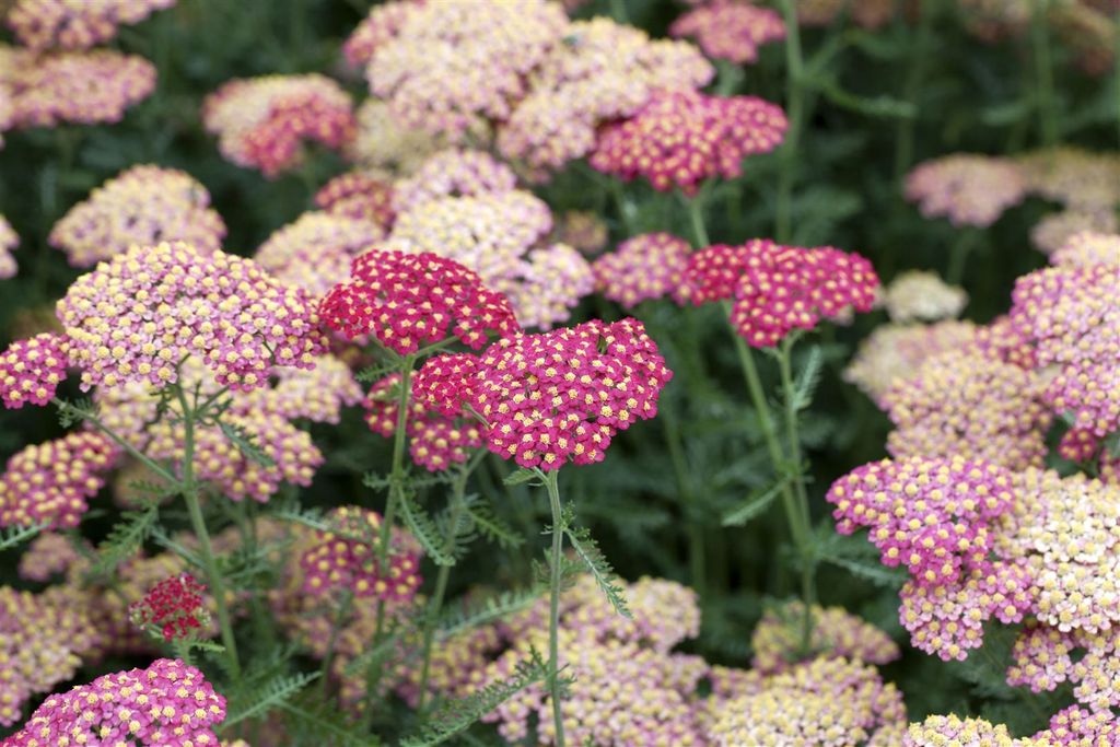 Achillea millefolium 'Paprika', Schafgarbe, rot, ca. 9x9 cm Topf