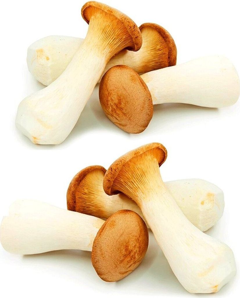 BALDUR Garten 1x Garten-Pilze Kräuterseitling Set, Produktbild 