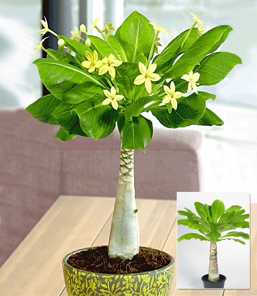 BALDUR Garten Hawaii-Palme, 1 Pflanze, Zimmerpflanze Produktbild 1