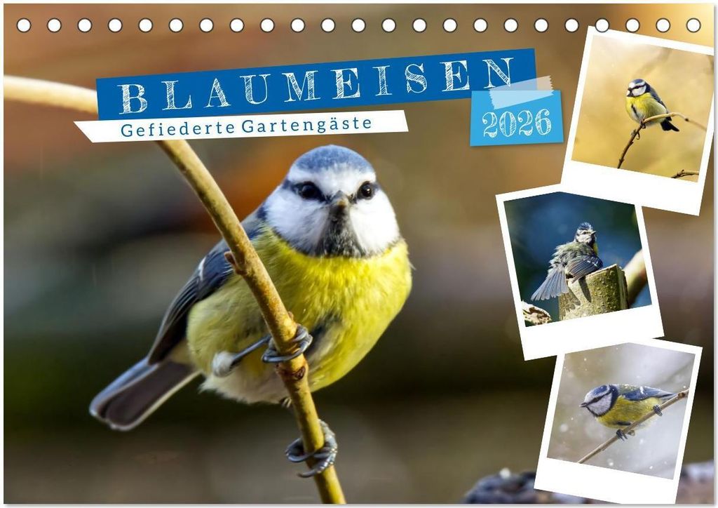 Gefiederte Gartengäste, Blaumeisen (Tischkalender 2026 DIN A5 quer), CALVENDO Monatskalender