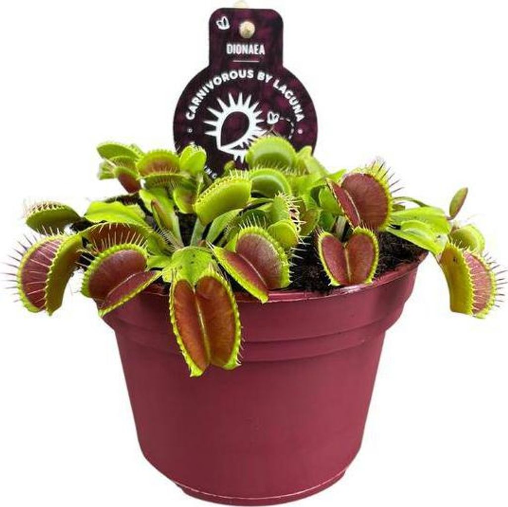 Venusfliegenfalle – Dionaea Muscipula – Fleischfressende Pflanze – Ø12cm – 12cm – Exotische Zimmerpflanze mit Fangblättern – Pfleg...