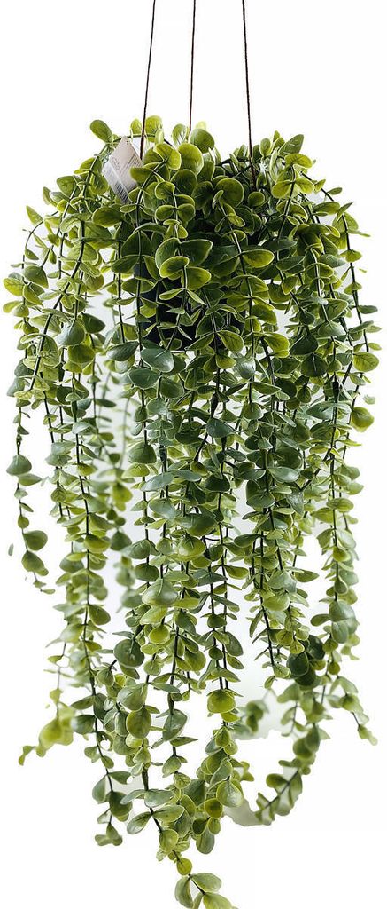 Hängende Kunstpflanze SENECIO, 60 cm