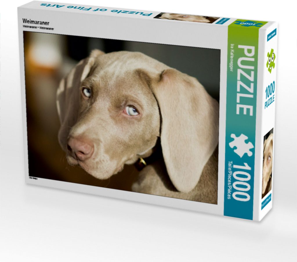 CALVENDO Puzzle Weimaraner | 1000 Teile Lege-Größe 64x48cm Foto-Puzzle für glückliche Stunden