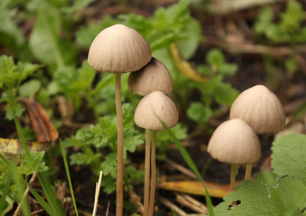 hansepuzzle 39659 - Pilze Puzzle, 260 Teile, Natur, 41,0 x 28,0cm mit hochwertiger Aufbewahrung, Kartonbox und wiederverschließbarem Beutel