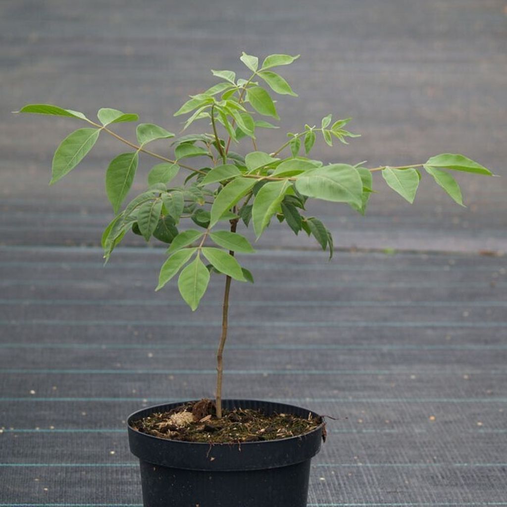 Bienenbaum Euodia hupehensis Tausendblütenstrauch Nektarspender 60-80 cm im 3,5 Liter Topf