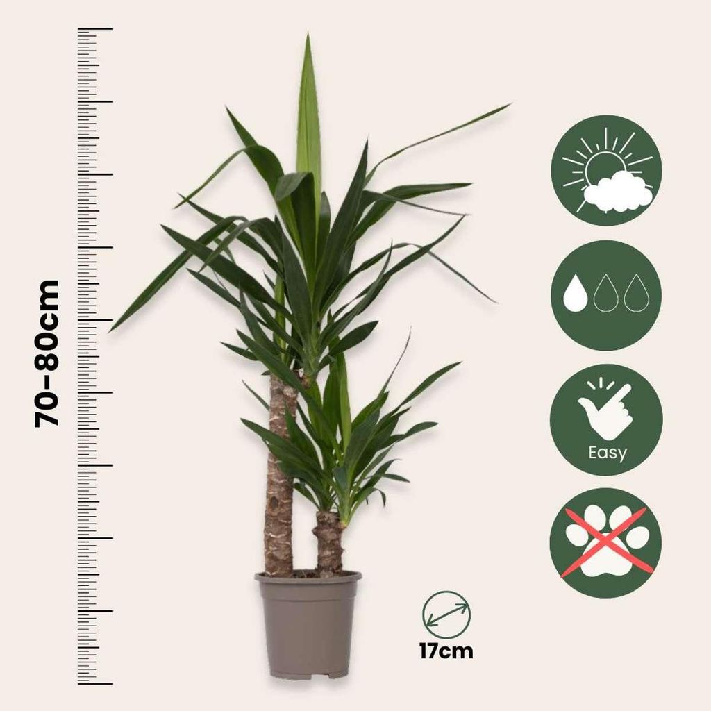 thuja hecke groß kaufen Thuja Smaragd kaufen main image 1