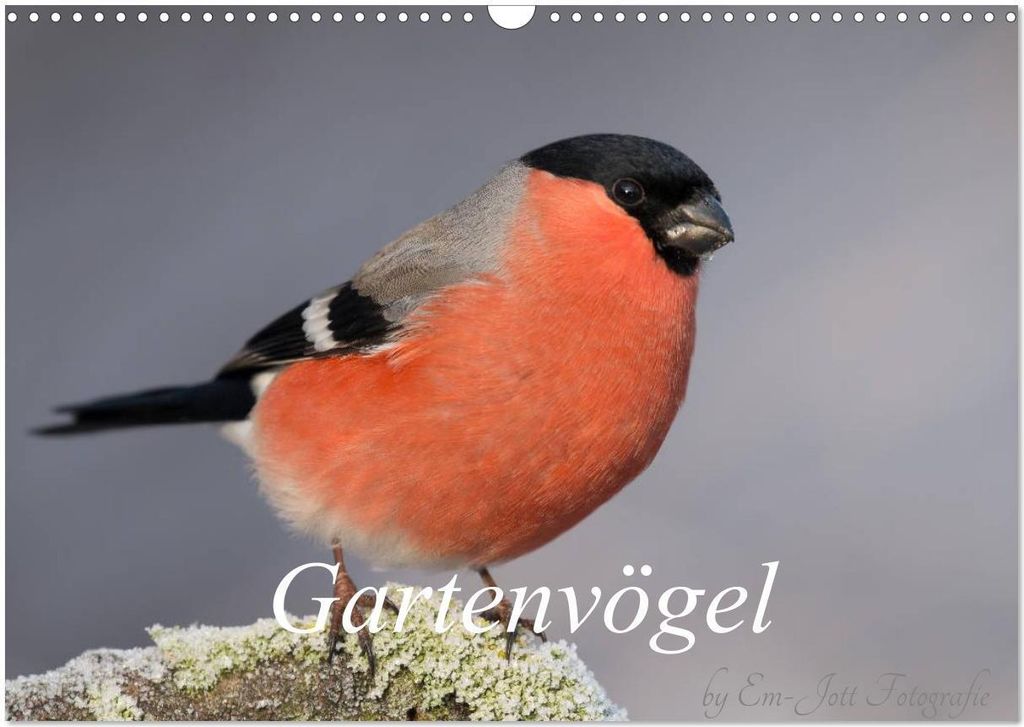 Vögel aus dem Garten (Wandkalender 2026 DIN A3 quer), CALVENDO Monatskalender