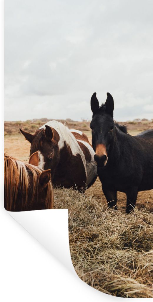 MuchoWow Wandtattoo Wandsticker Wandaufkleber Tiere - Pferd 20x40 cm Selbstklebend und Repositionierbar - Selbstklebend - Fototapeten