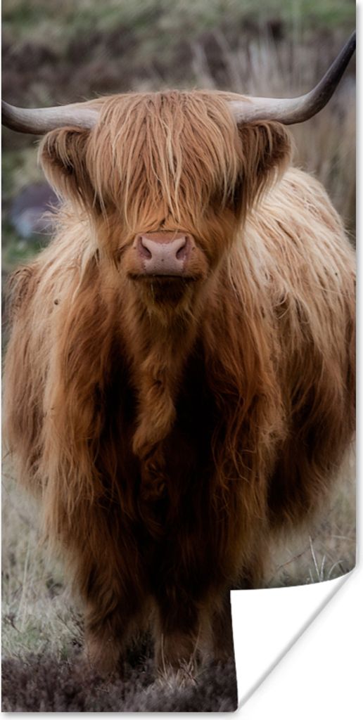 MuchoWow Poster Schottischer Hochländer - Moos - Gras 60x120 cm - Wandschmuck