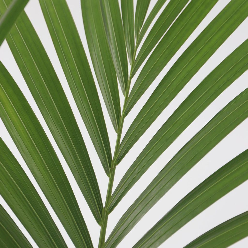 Kentia Palme - Howea forsteriana - Hhe 90-100cm - 18cm