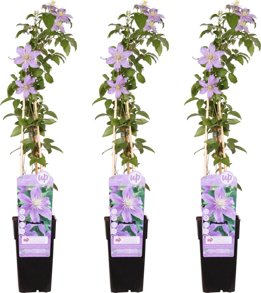 Waldrebe – Clematis 'Justa' – 3 Pflanzen – Ø15cm – ca. 65cm hoch – Winterharte Kletterpflanze mit weiß-rosa Blüten für Garten, Pergol...