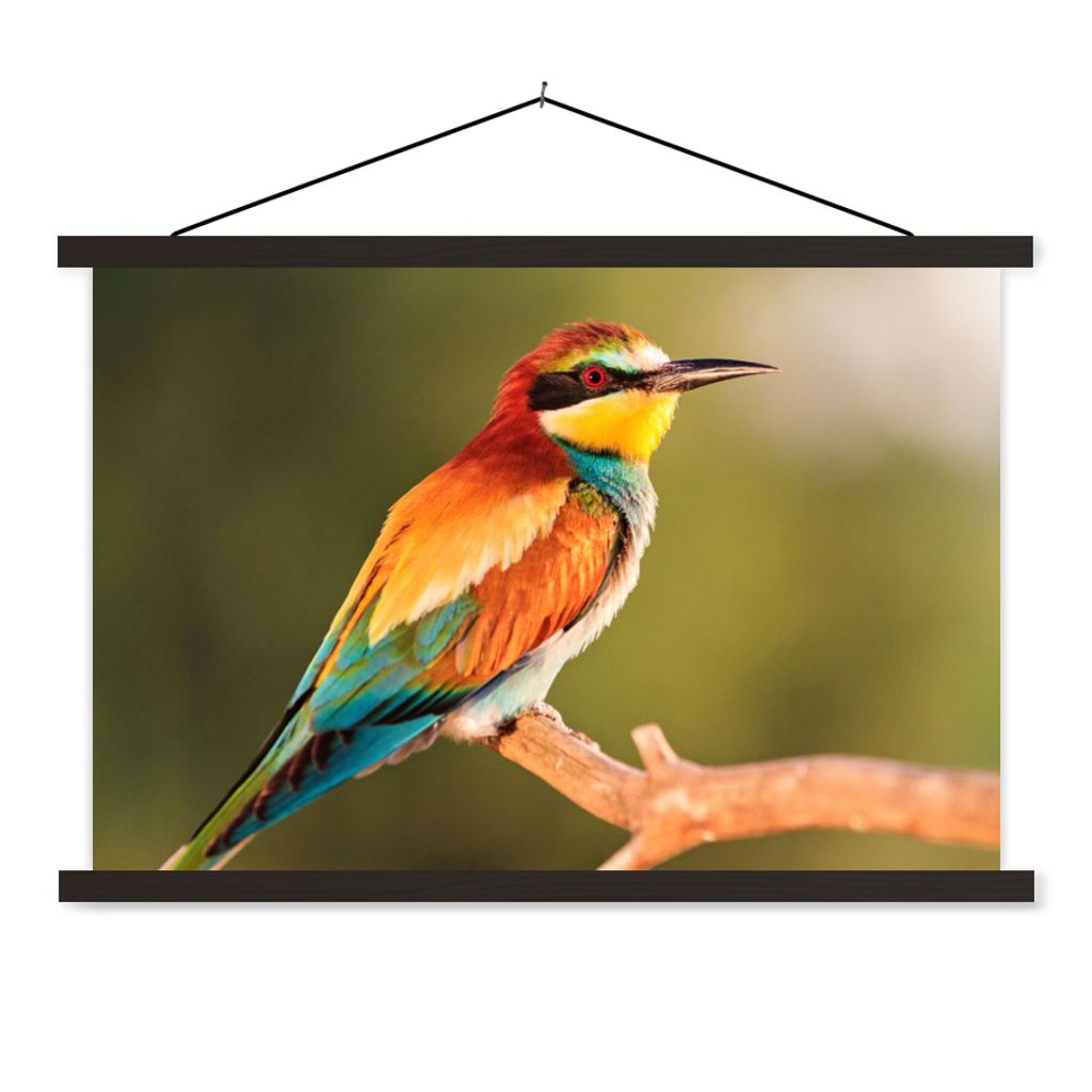 MuchoWow Textilposter Vögel - Bienenfresser - Regenbogen - Tiere 60x40 cm mit schwarzem Rahmen - Hölzernes