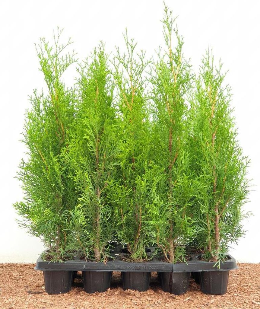 Thuja occidentalis 'Smaragd', Lebensbaum, immergrün, 20–40 Produktbild 