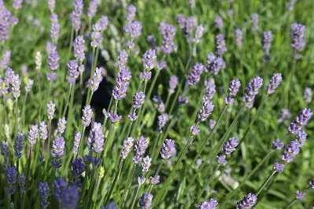 6 x Lavandula ang. 'Essence Purple' - Lavendel - Topf 9 x 9 cm