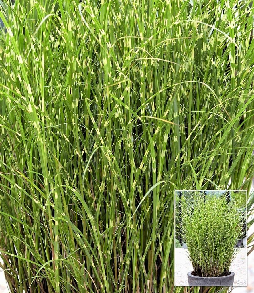 BALDUR Garten 3x Chinaschilf Zebragras, Pflanzen im 9x9 cm-Topf, Miscanthus zebrinus strictus, Chinagras, aufälliges Ziergras, winterharte Staude,...