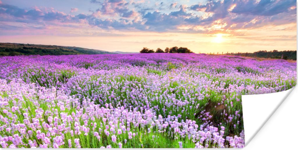 MuchoWow Poster Lavendel - Blumen - Sonnenuntergang - Lila - Wiese 150x75 cm - ohne Rahmen
