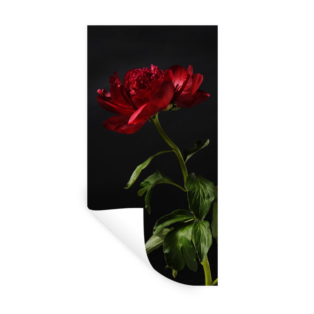 MuchoWow Wandtattoo Wandsticker Wandaufkleber Eine einzelne rote Pfingstrose mit schwarzem Hintergrund 60x120 cm Selbstklebend und Repositionierb...