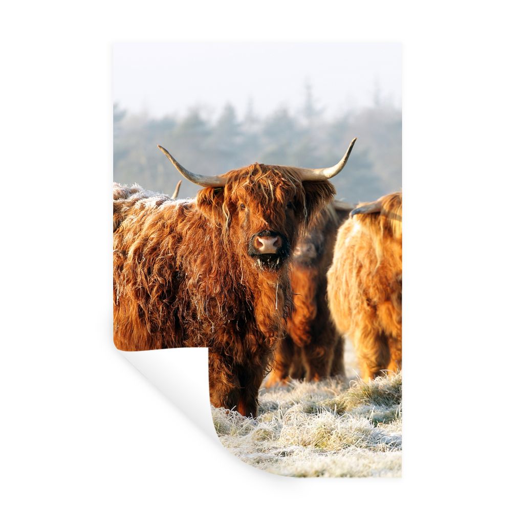 MuchoWow Wandtattoo Wandsticker Wandaufkleber Schottische Highlander - Schnee - Wald 40x60 cm Selbstklebend und Repositionierbar - Wierderverwend...