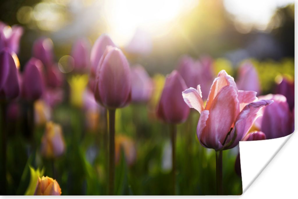 MuchoWow Poster Tulpen - Farbe - Frühling 120x80 cm - Bilder