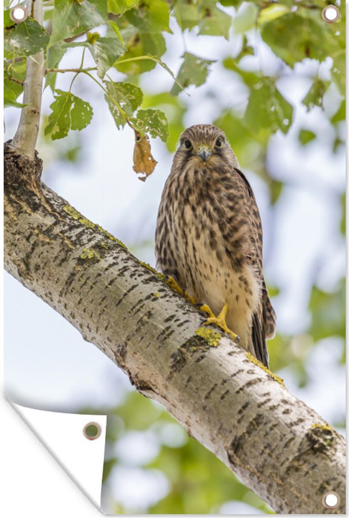 MuchoWow 60x90 cm Outdoor-Poster Gartendeko Sichtschutz Garten Poster für den Garten Turmfalke auf einem Ast