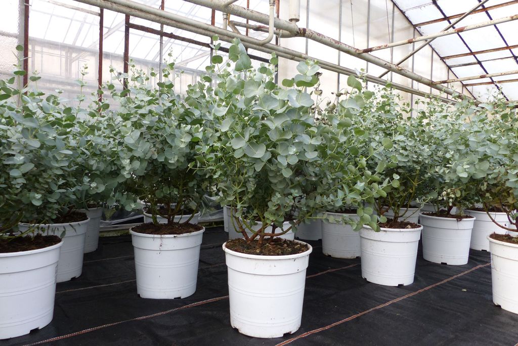 2 Stück Eucalyptus Gunni Gunnii Busch Kugel Eukalyptusbaum, Höhe 45 - 55 cm Pflanze winterhart