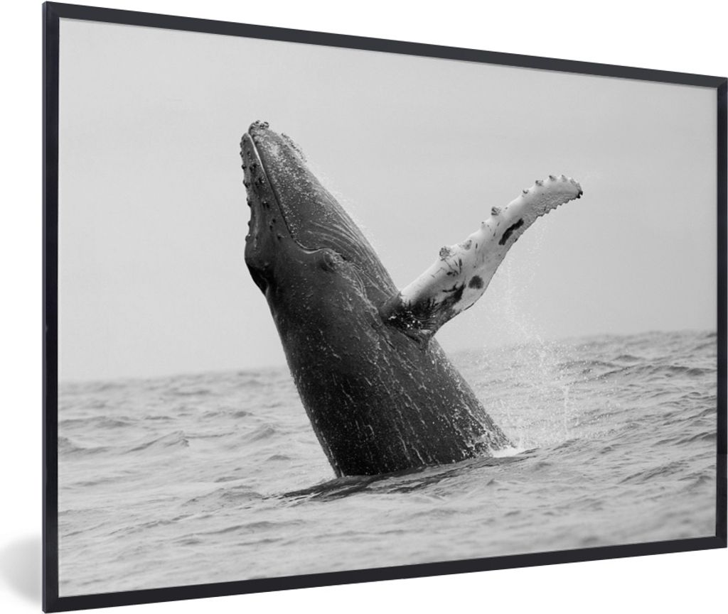 MuchoWow MuchoWow Gerahmtes Poster Buckelwal im Meer bei Costa Rica in schwarz-weiß 30x20 cm - Poster mit zchwarzem Bilderrahmen - Kunstdruck ...