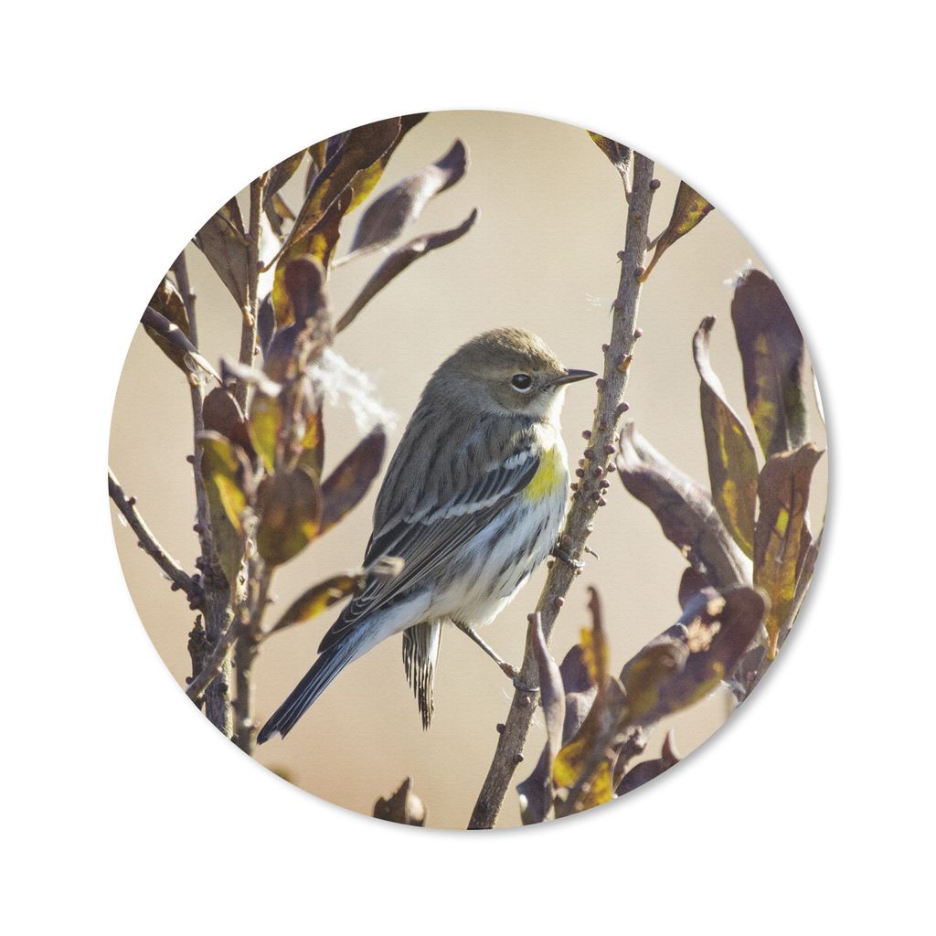 MuchoWow Mauspad Mousepad Vogel zwischen einem Zweig mit Blättern 30x30 cm - Mousepads - Maus Mat - Pad - Mausunterlage - Tischunterlage - Schre...