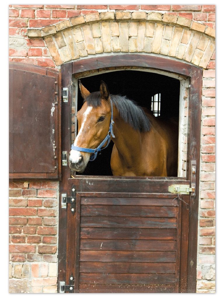 Wallario Premium Teppich, Größe 50 x 70 cm, Pferd im Stall