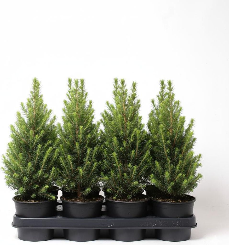 Picea glauca 'Conica', Zuckerhutfichte, kompakt, 20–30 cm Produktbild 