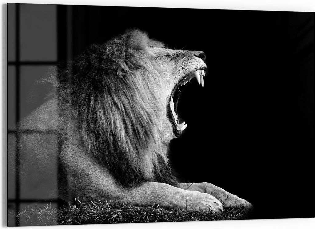 DEQORI Glasbild Echtglas 90x60 cm 'Brüllender Löwe' Wandbild Bild modern Deko