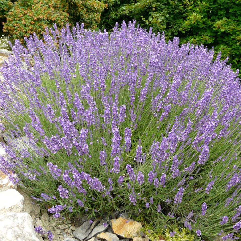 6 x Echter Lavendel - Lavandula angustifolia | Topf 9cm x 9cm