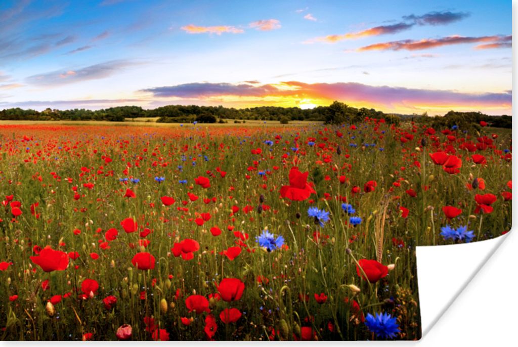 MuchoWow Poster Blumen - Sonnenuntergang - Farben 30x20 cm - Plakate - Print