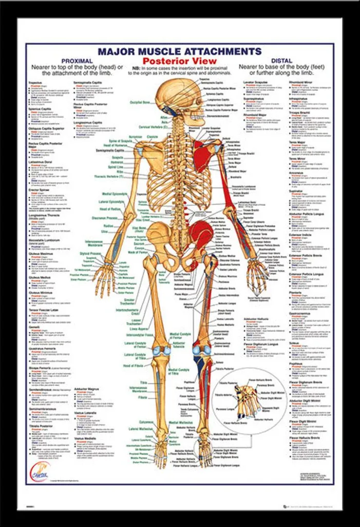 Quadro Anatomico Muscoli Schiena Shinsuke Maxi Cornice Nera MDF